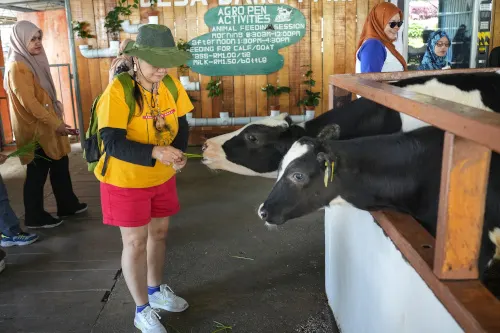 Desa Cattle Dairy Farm