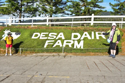 Things to do in Kundasang, Desa Cattle Dairy Farm