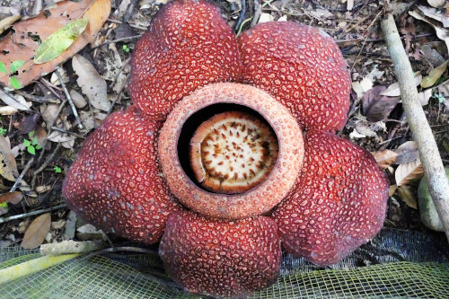Rafflesia,