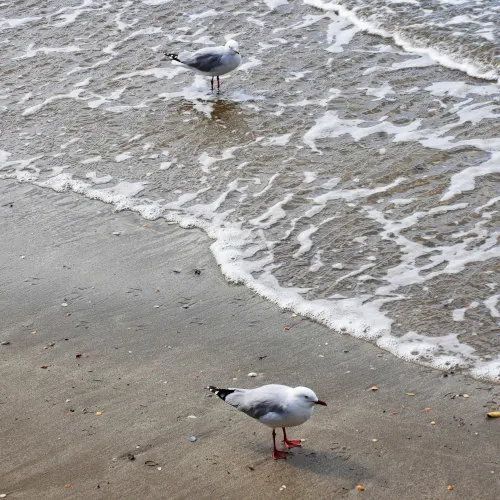 Browns Bay Beach (3)-01s