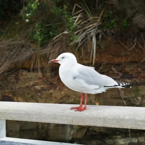 Murrays Bay Beach (7)-01s