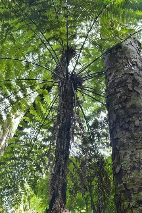 Parry Kauri Park