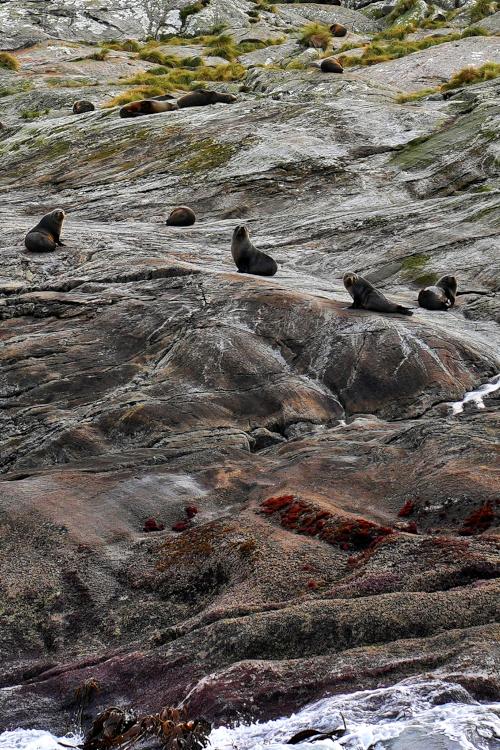 New Zealand fur seals