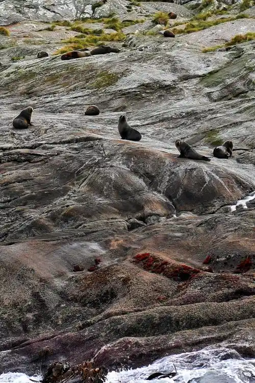 New Zealand fur seals