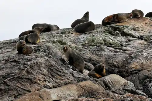 New Zealand fur seals