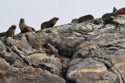 New Zealand fur seals