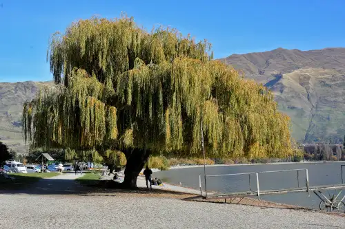 day trip to Wanaka