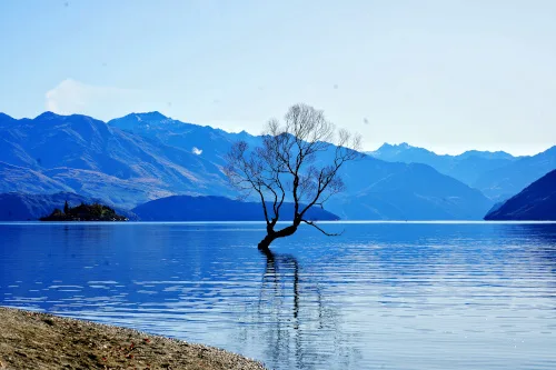 Wanaka Tree