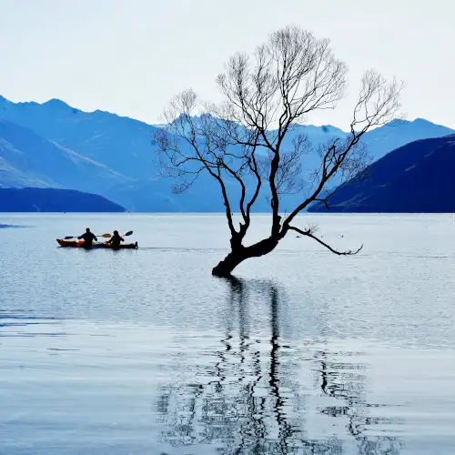 Wanaka Tree