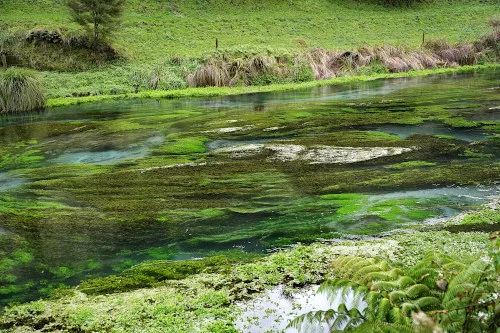 Blue Spring Putaruru In New Zealand