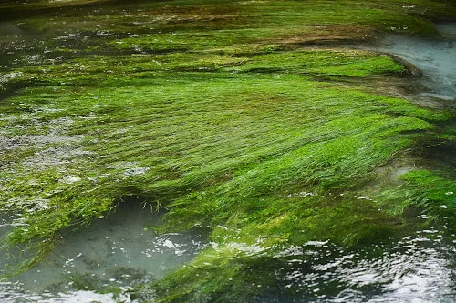 Blue Spring Putaruru In New Zealand