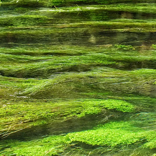 Blue Spring Putaruru In New Zealand