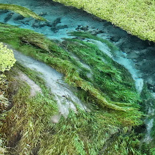 Blue Spring Putaruru
