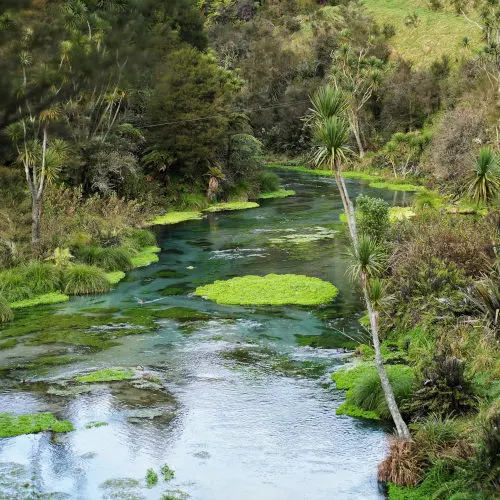 Blue Spring Putaruru In New Zealand