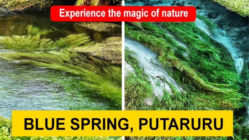 Blue Spring Putaruru video
