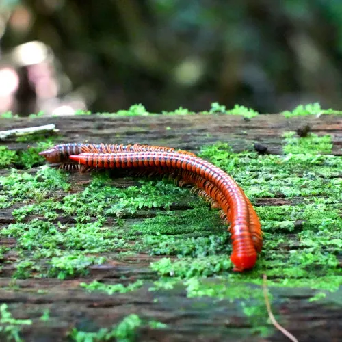 milipedes at Niah cave