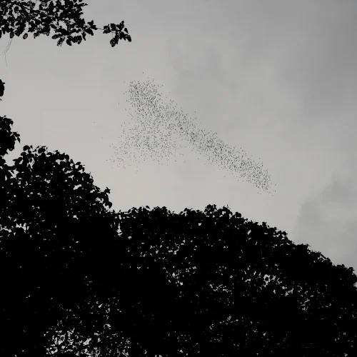 Bat Watching at Mulu Caves