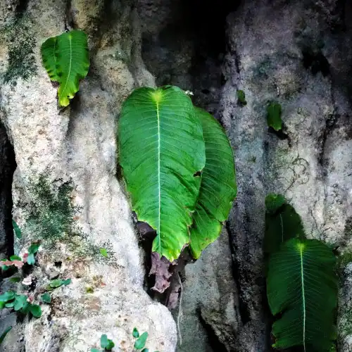 Clearwater Cave at Mulu Caves, Monophyllaea pendula
