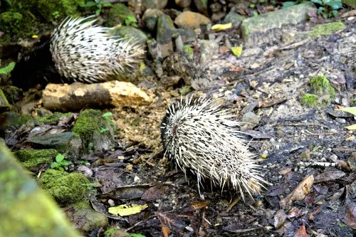 Porcupines