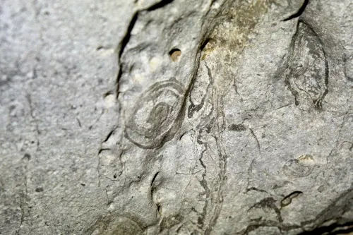 Fossil Trial