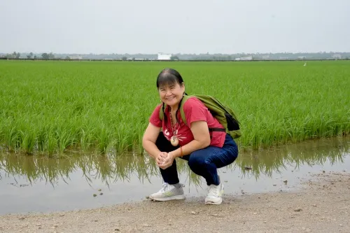 Sekinchan Paddy Field