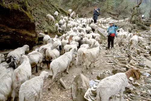 sheeps and mountain goats