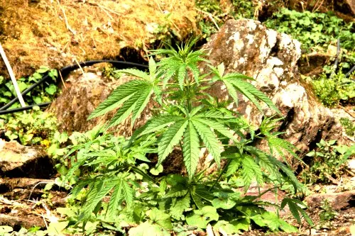 Annpurna Base Camp Trek - marijuana