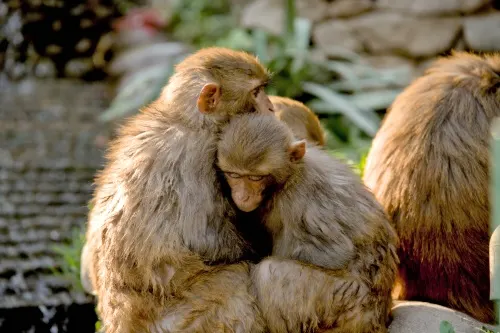 Attractions in Kathmandu, The monkeys were taking a nap at Swayambhu