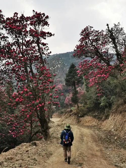 Trekking through the rhododendron forest from Ghorepani