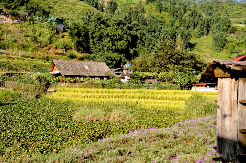 rice field at Cat Cat Village, Cat Cat Village, Must-see attractions in Sapa