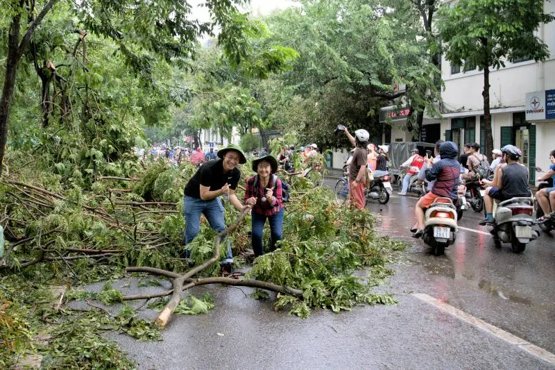 fllen trees at Hoàn Kiếm Lake after Yagi typhoon