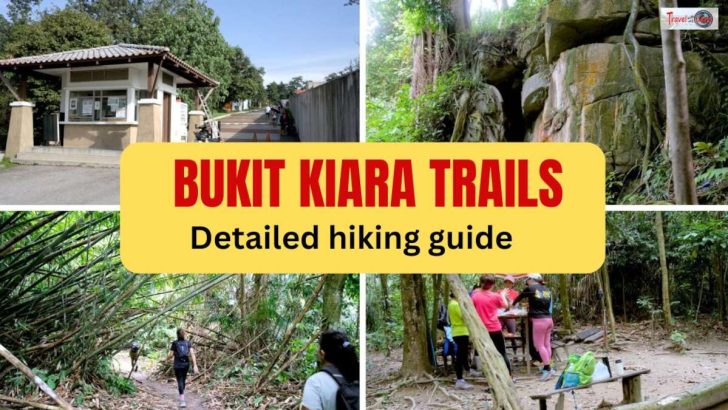 Bukit Kiara trail featured image