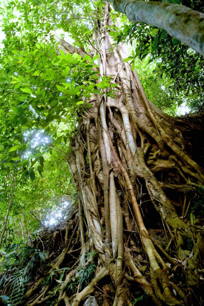 angkor wat tree 