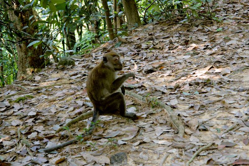 Bukit Kiara Trails in Kuala Lumpur- Detailed Hiking Guide