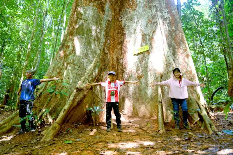 Malaysia’s largest Melunak tree
