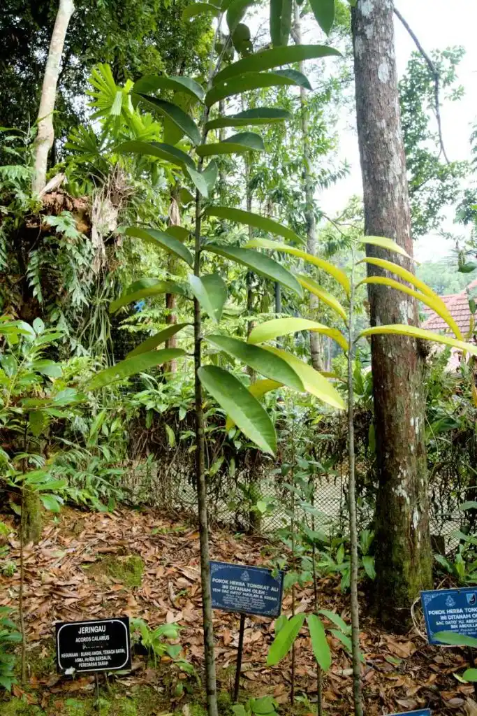 taman berba kenyir lake