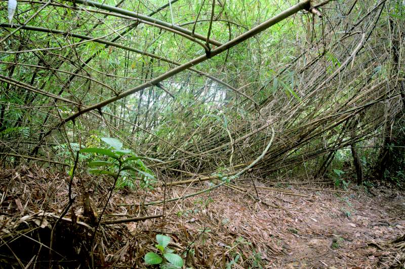 bamboo bushes