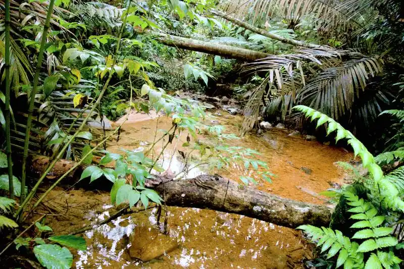 bukit gasing hiking trail