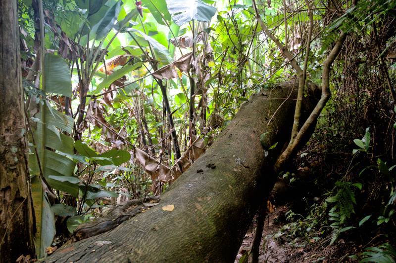 indian temple trail