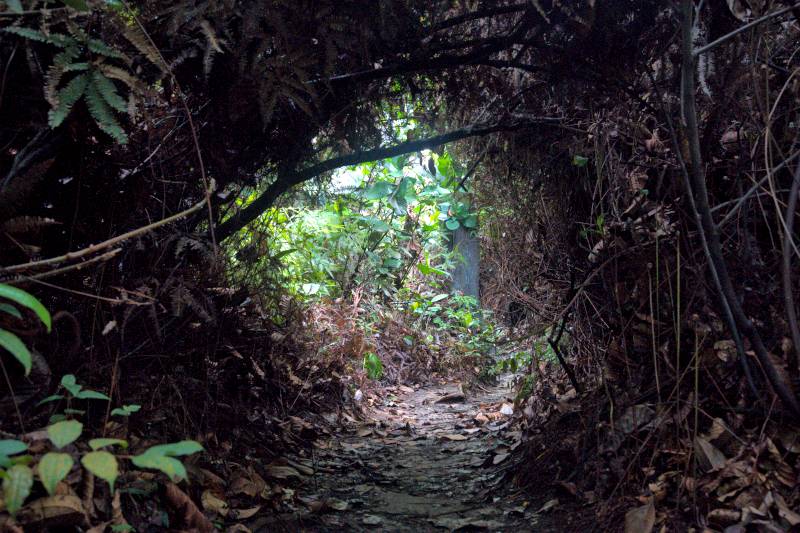 Bukit Gasing Hiking Trails