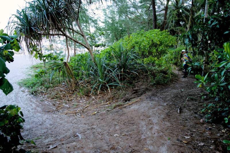 Penyu Gergasi Pantai Pelindung