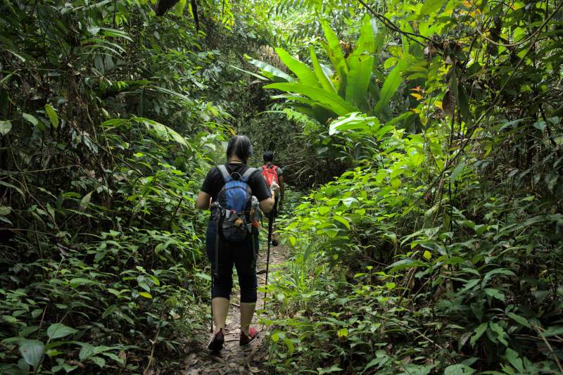 Trekking Through the Dense Rainforest