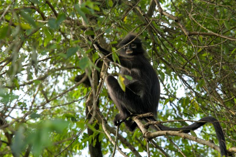 monkeys at jerai hill