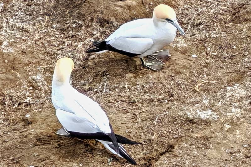 gannet