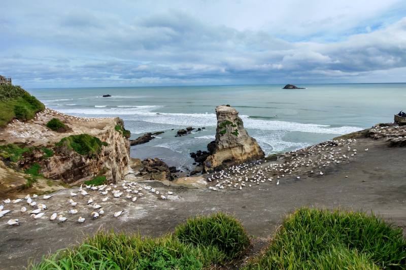 Muriwai Beach and the gannet