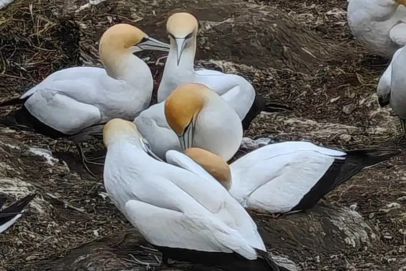 gannet