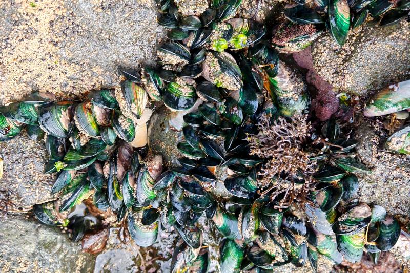 clusters of mussels