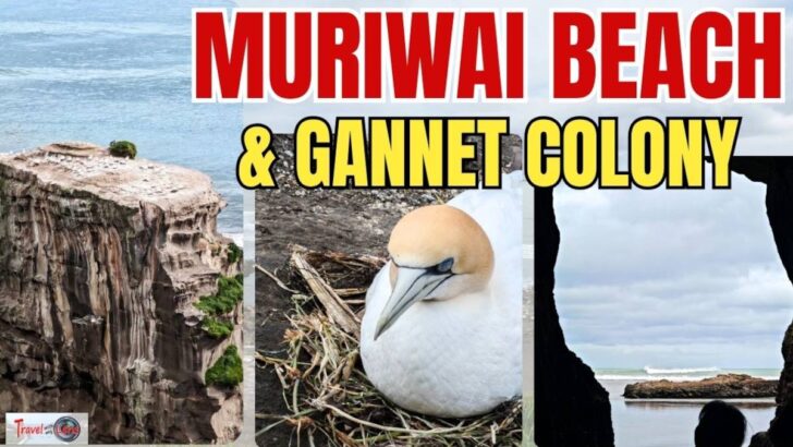 muriwai beach featured image