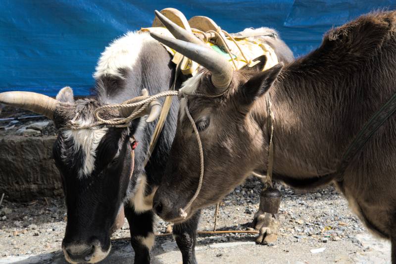 Jokies , Everest Base Camp Trek Part 1