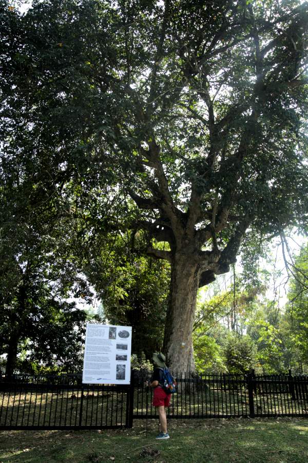 The First Rubber Tree in Negeri Sembilan, Places to Visit in Seremban